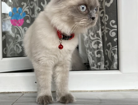 Prensesime eş arıyorum