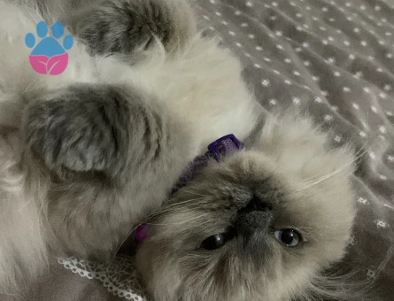 Prensesime eş arıyorum