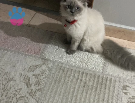 Prensesime eş arıyorum