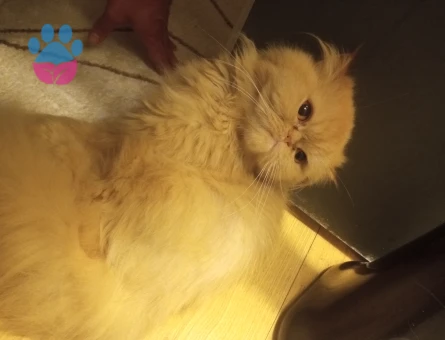 Exotic Shorthair Dişi