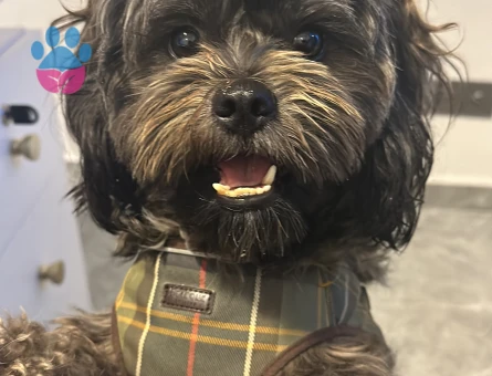 Poddle-Shih tzu kırma 2.5 yaşında erkek köpeğime dişi