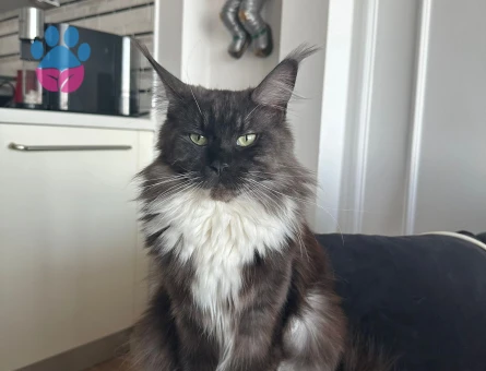 Saf Kan Maine Coon