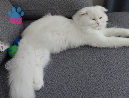 Scottish Fold long Hair Kızgınlıkta