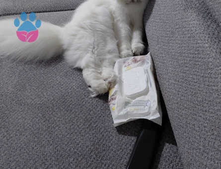Scottish Fold long Hair Kızgınlıkta