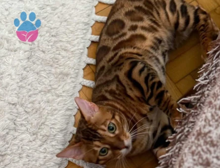 Erkek bengalime dişi bengal eş arıyorum