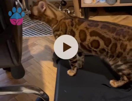 Erkek bengalime dişi bengal eş arıyorum