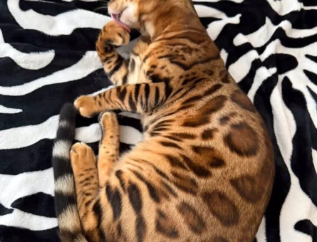 Erkek bengalime dişi bengal eş arıyorum - 118983961
