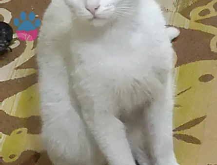 Tatlı kızımıza damat adayı arıyorum