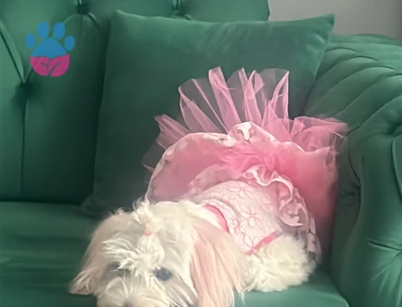 Maltese Terrier Güzel kızımıza eş arıyoruz