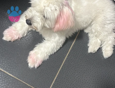 Maltese Terrier Güzel kızımıza eş arıyoruz