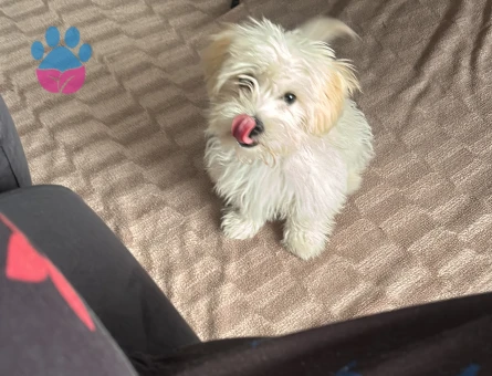 Maltese Terrier Güzel kızımıza eş arıyoruz