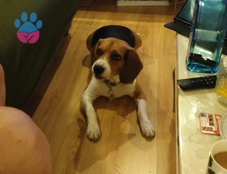 Yakısıklı Carlos'a Disi Beagle Arıyoruz