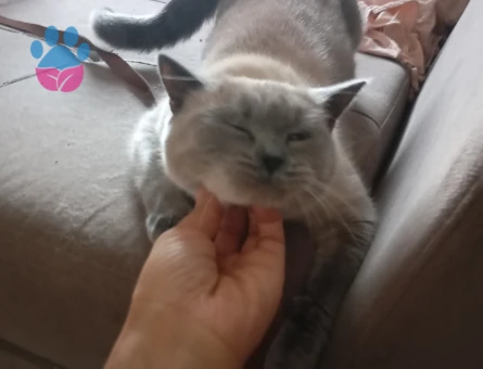 British Kedime Eş Arıyorum 1 Yaşında