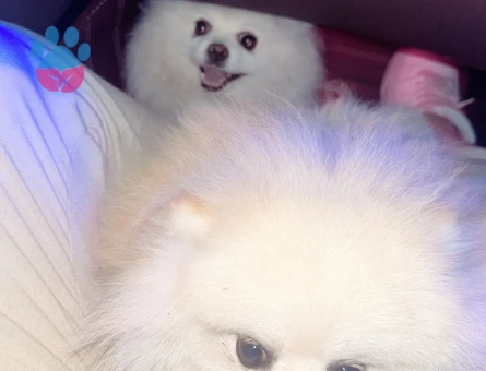 Pomeranian Boo Oğluma gelin arıyoruz