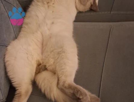 British shorthair golden point