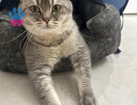 1 Yaşında British Shorthair Kedim Eş Arıyorum
