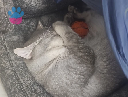 1 Yaşında British Shorthair Kedim Eş Arıyorum