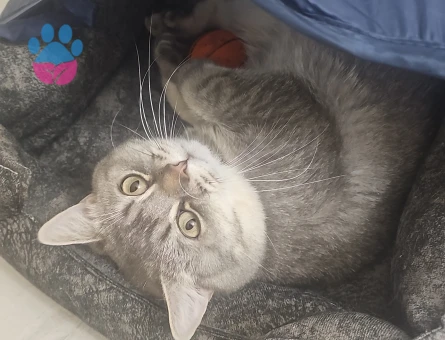 1 Yaşında British Shorthair Kedim Eş Arıyorum