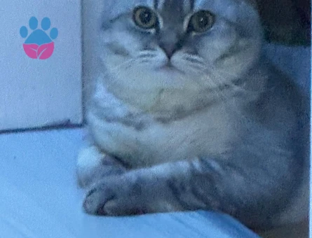 1 Yaşında British Shorthair Kedim Eş Arıyorum