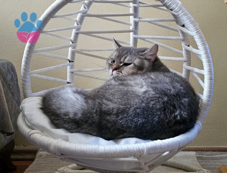 1 Yaşında British Shorthair Kedim Eş Arıyorum