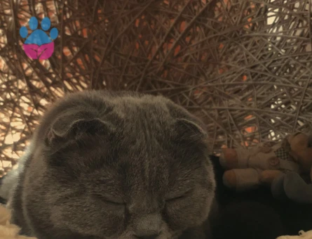 Scottish Fold 1 Yaşında Eş Arıyor - 118984293