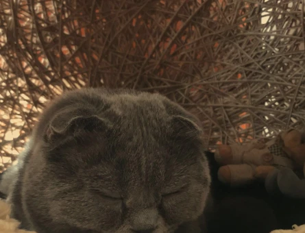 Scottish Fold 1 Yaşında Eş Arıyor - 118984293