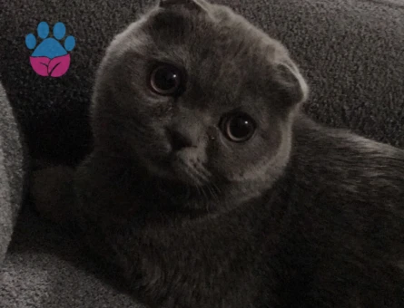Scottish Fold 1 Yaşında Eş Arıyor
