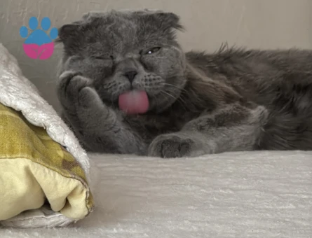 Scottish Fold 1 Yaşında Eş Arıyor