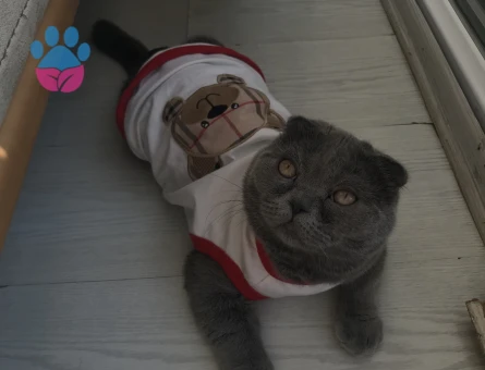 Scottish Fold 1 Yaşında Eş Arıyor