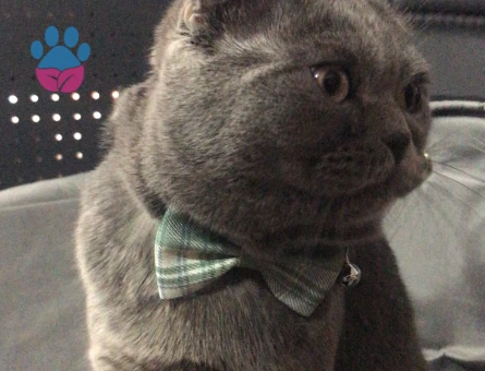 Scottish Fold 1 Yaşında Eş Arıyor