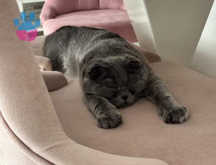 Scottish Fold 1 Yaşında Eş Arıyor