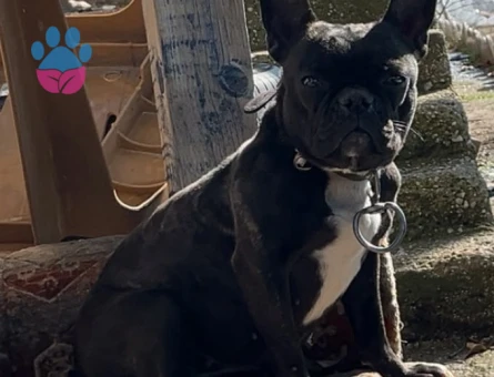 French Bulldog 4 Yaşında Eş Arıyor