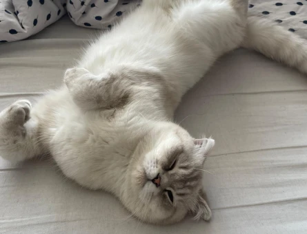 Scottish Fold 9 Aylık Kedime Eş Arıyorum - 118984295