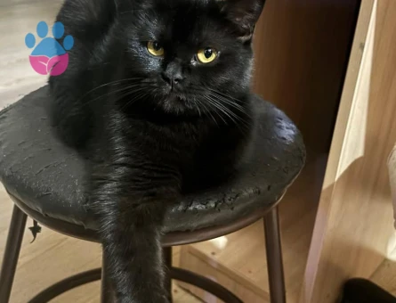 British Shorthair Dişi Kedime Aynı Cins Eş Arıyorum