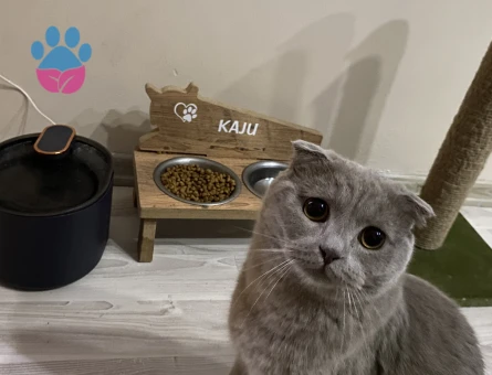 Scottish fold oğlumuza eş arıyoruz