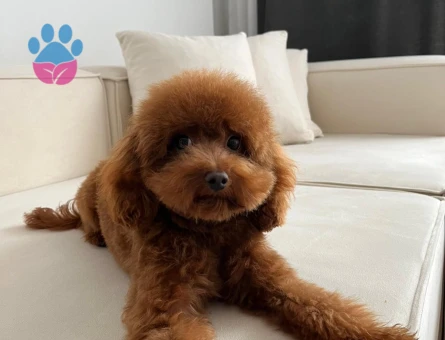Toy Poodle köpeğim eş Arıyor