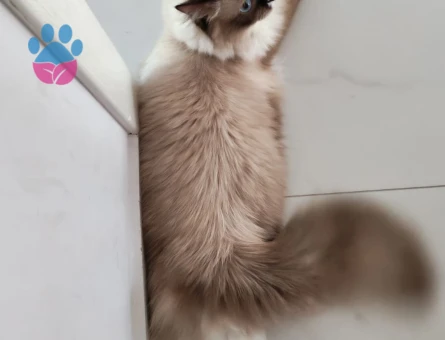 Dişi ragdoll kedimiz eş arıyor.