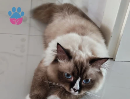 Dişi ragdoll kedimiz eş arıyor.