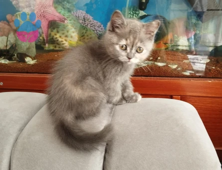 12 aylık british short air dişi kedimize eş arıyoruz