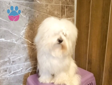 Maltese oğlumuza Eş adayı arıyoruz...