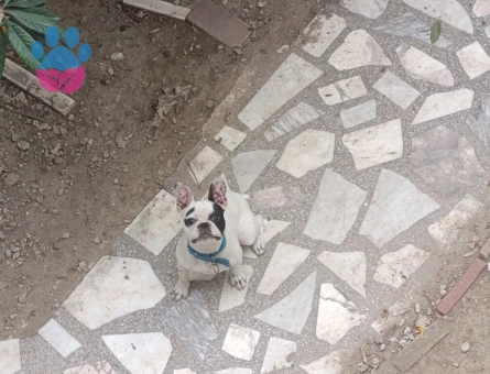 İzmir torbalı dişi french Bulldoguma erkek arıyorum