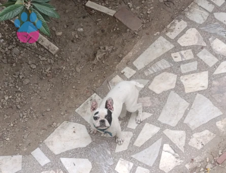 İzmir torbalı dişi french Bulldoguma erkek arıyorum