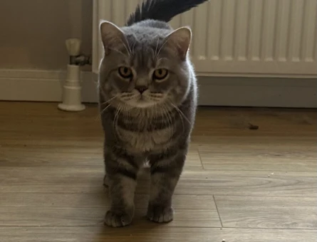Acillll kısırlaştırılmamış kızgınlıkta erkek British shorthair - 118984583