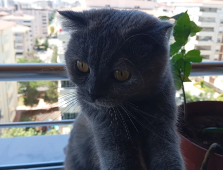 Scottish Fold Dişi Kedim Eş Arıyor - 118984584