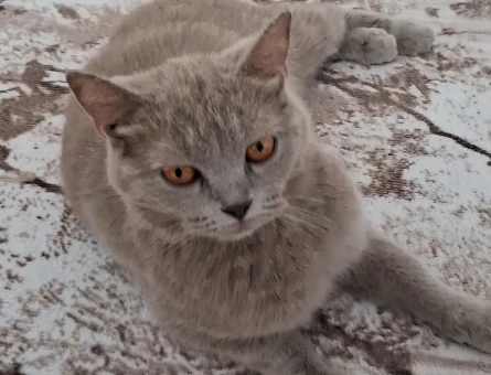 DİŞİ BRİTİSH SHORTHAİR KEDİME EŞ ARIYORUZ - 118984585