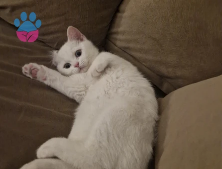 British Shorthair Yakışıklı Leo Eş Arıyor