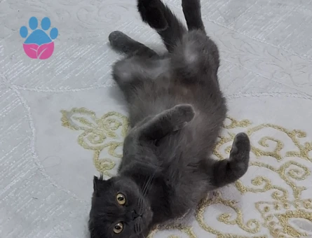 Scottish Fold Prensesime Damat Arıyoruz