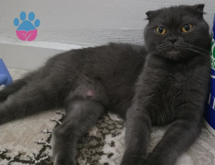 Scottish Fold Prensesime Damat Arıyoruz