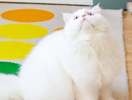 British Longhair eş arıyoruz - 118984588