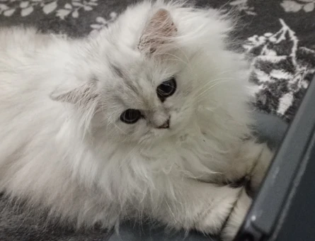 British Shorthar kızımıza eş arıyoruz - 118984590